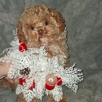 Fozzie Bear AKC tiny, a male Poodle - Toy  for sale in Conroe, TX – Photo 1 of 8