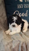 Panda Bear, a male Poodle - Toy  for sale in Conroe, TX – 5 of 7