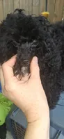AKC Tiny Toy Jada Beans, a female Poodle - Toy  for sale in Conroe, TX – 3 of 4