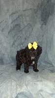AKC  Charming Chocolate Chelsea, a female Poodle - Toy  for sale in Conroe, TX – 4 of 5