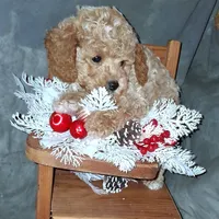 AKC Cashew, small, a male Poodle - Toy  for sale in Conroe, TX – Photo 2 of 4
