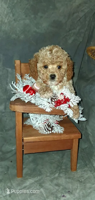 AKC Cashew, small – Poodle - Toy  puppy on hold in Conroe, TX