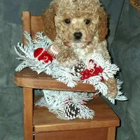 AKC Cashew, small, a male Poodle - Toy  for sale in Conroe, TX – Photo 1 of 4