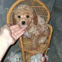 AKC Cashew, small, a male Poodle - Toy  for sale in Conroe, TX – Photo 3 of 4