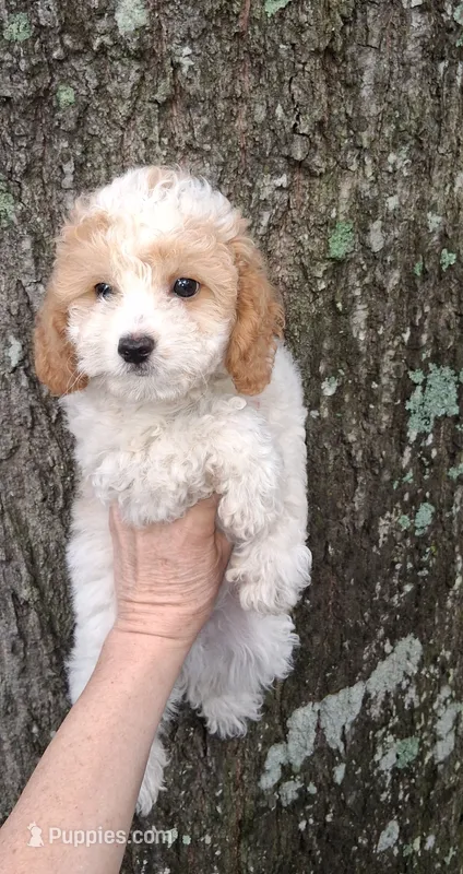 AKC Dallas Parti – Poodle - Toy  puppy for sale in Conroe, TX