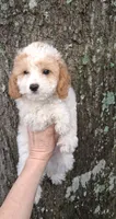 AKC Dallas Parti, a male Poodle - Toy  for sale in Conroe, TX – 1 of 3
