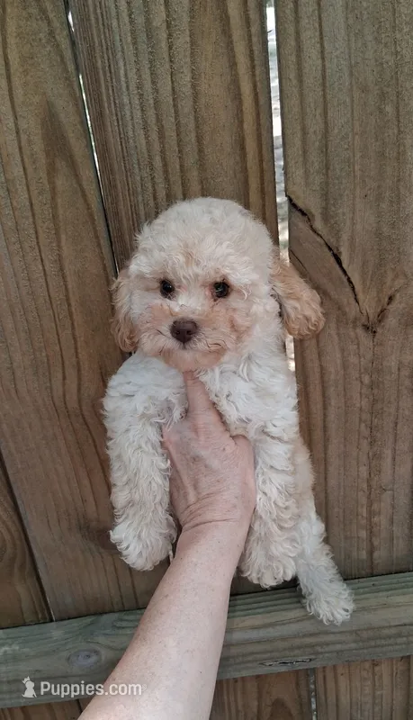 AKC  Carmel – Poodle - Toy  puppy for sale in Conroe, TX