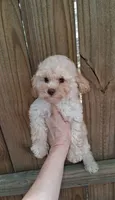 AKC  Carmel, a male Poodle - Toy  for sale in Conroe, TX – 1 of 3