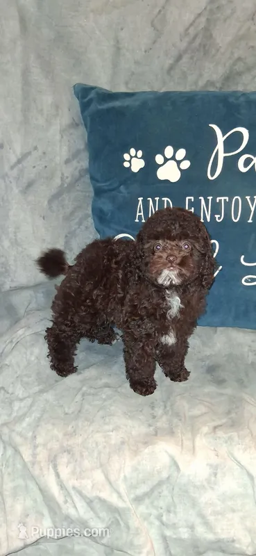 AKC Brown  Tex – Poodle - Toy  puppy for sale in Conroe, TX