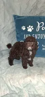 AKC Brown  Tex, a male Poodle - Toy  for sale in Conroe, TX – Photo 1 of 4