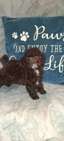 AKC Brown  Tex, a male Poodle - Toy  for sale in Conroe, TX – Photo 4 of 4
