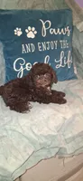AKC Brown  Tex, a male Poodle - Toy  for sale in Conroe, TX – Photo 2 of 4