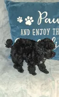 AKC Joyful  Jada, a female Poodle - Toy  for sale in Conroe, TX – Photo 3 of 3