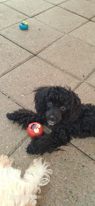 AKC Tiny Jada [terms] – Poodle - Toy  puppy for sale in Conroe, TX