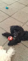 AKC Tiny Jada [terms], a female Poodle - Toy  for sale in Conroe, TX – 1 of 4