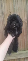 AKC Tiny Toy Jada Beans, a female Poodle - Toy  for sale in Conroe, TX – 4 of 4