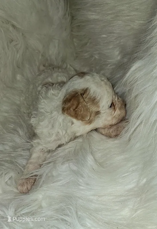 Austin rare Red and white – Poodle - Toy  puppy for sale in Conroe, TX