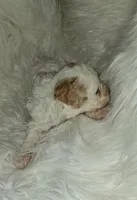 AKC Austin rare Red and white, a male Poodle - Toy  for sale in Conroe, TX – Photo 2 of 6