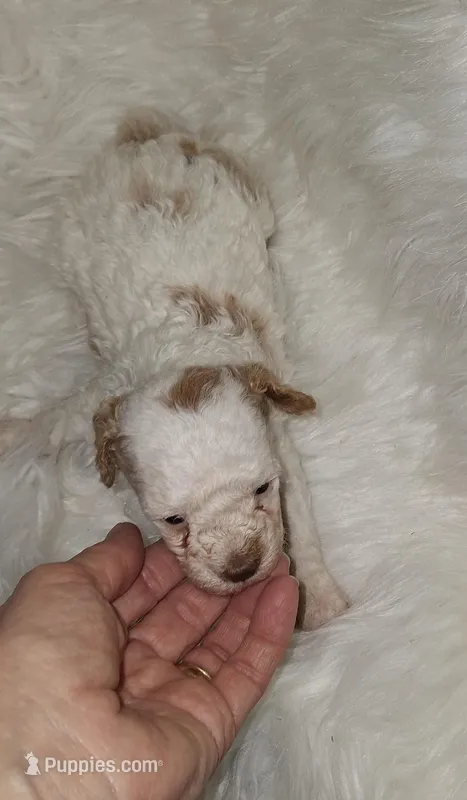 AKC Austin rare Red and white – Poodle - Toy  puppy for sale in Conroe, TX