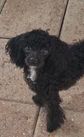 AKC Tiny Jada [terms], a female Poodle - Toy  for sale in Conroe, TX – 2 of 4