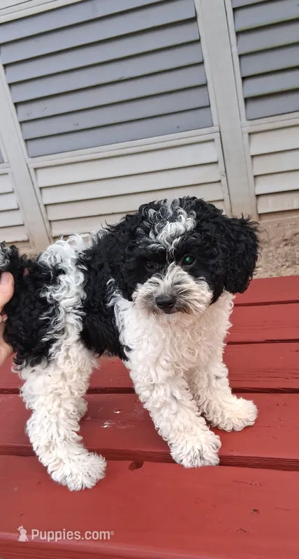 AKC Oreo – Poodle - Miniature  puppy for sale in Conroe, TX
