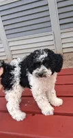 AKC Oreo, a male Poodle - Miniature  for sale in Conroe, TX – 1 of 3