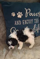Panda Bear, a male Poodle - Toy  for sale in Conroe, TX – 6 of 7