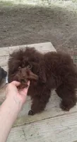 I Fetch~AKC Brown, a male Poodle - Toy  for sale in Conroe, TX – 3 of 4