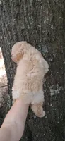 AKC  Carmel, a male Poodle - Toy  for sale in Conroe, TX – 2 of 3