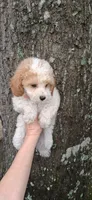 AKC Dallas Parti, a male Poodle - Toy  for sale in Conroe, TX – 3 of 3