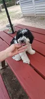 AKC Oreo, a male Poodle - Miniature  for sale in Conroe, TX – 2 of 3