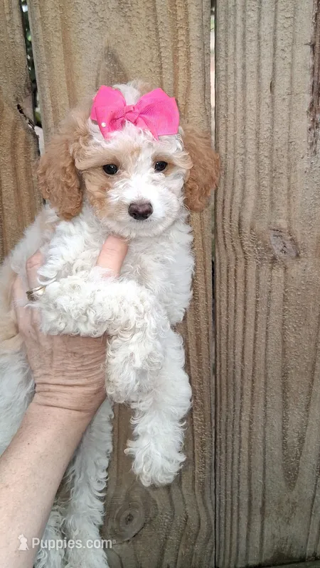 AKC Fancy Freckalz – Poodle - Toy  puppy for sale in Conroe, TX