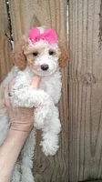 AKC Fancy Freckalz, a female Poodle - Toy  for sale in Conroe, TX – 1 of 4
