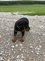 Princess, a female Bernese Mountain Dog and Rottweiler for sale in Tampico, IL – 2 of 5