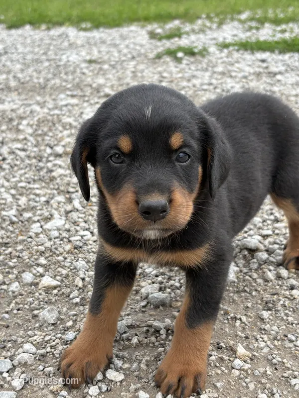 Princess – Bernese Mountain Dog, Rottweiler puppy for sale in Tampico, IL