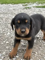 Princess, a female Bernese Mountain Dog and Rottweiler for sale in Tampico, IL – 1 of 5