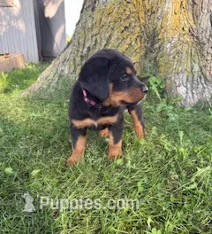 Roscoe – Bernese Mountain Dog, Rottweiler puppy for sale in Sheffield, IL