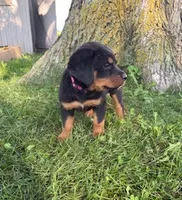 Roscoe, a male Bernese Mountain Dog and Rottweiler for sale in Sheffield, IL – 3 of 8