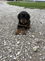 Princess, a female Bernese Mountain Dog and Rottweiler for sale in Tampico, IL – 5 of 5
