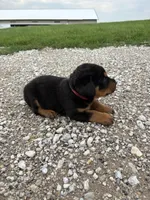 Roscoe, a male Bernese Mountain Dog and Rottweiler for sale in Tampico, IL – 4 of 5