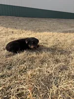 Sparky, a male Bernese Mountain Dog and Rottweiler for sale in Tampico, IL – Photo 3 of 5