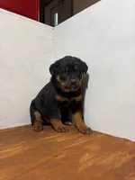 Sparky, a male Bernese Mountain Dog and Rottweiler for sale in Tampico, IL – Photo 2 of 5