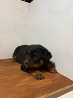 Sparky, a male Bernese Mountain Dog and Rottweiler for sale in Tampico, IL – Photo 4 of 5