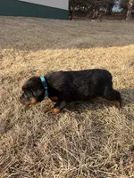 Sparky, a male Bernese Mountain Dog and Rottweiler for sale in Tampico, IL – Photo 5 of 5
