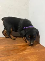 Bailey , a female Bernese Mountain Dog and Rottweiler for sale in Tampico, IL – Photo 3 of 4