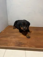 Bailey , a female Bernese Mountain Dog and Rottweiler for sale in Tampico, IL – Photo 4 of 4