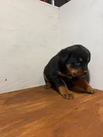 Oscar, a male Bernese Mountain Dog and Rottweiler for sale in Tampico, IL – Photo 3 of 5