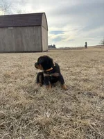 Oscar, a male Bernese Mountain Dog and Rottweiler for sale in Tampico, IL – Photo 4 of 5