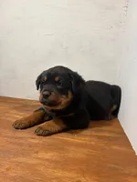 Oscar, a male Bernese Mountain Dog and Rottweiler for sale in Tampico, IL – Photo 5 of 5