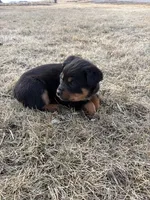 Oscar, a male Bernese Mountain Dog and Rottweiler for sale in Tampico, IL – Photo 2 of 5